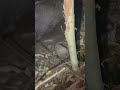 狩猟民族つうチャンネル初のショート動画になります!更なる進化を目指す猟師。皆様応援よろしくおねがいします。ごきげんよう!#狩猟 #罠猟 #シカ #イノシシ #鹿#猪