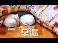 【ハムスター】こんな所で君たち何やってるの･･･（こっそり見て） Hamster Wow, That was Quick!