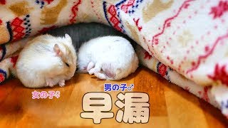 【ハムスター】こんな所で君たち何やってるの･･･（こっそり見て） Hamster Wow, That was Quick!