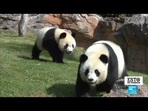 Vídeo: Los Visitantes Del Zoológico Francés Rascan Sus Nombres En La Espalda Del Rinoceronte