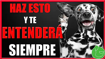 ¿Cómo se adiestra a un cachorro que no hace caso?