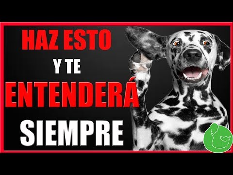 Video: Cómo Hacer Que Un Perro Silbe