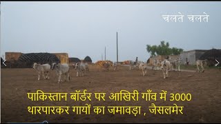 पाकिस्तान बॉर्डर पर आज कैसी थरपारकर गाय है  ? 3000 थारपारकर गाय एक ही गाँव में  | Tharparkar Cows