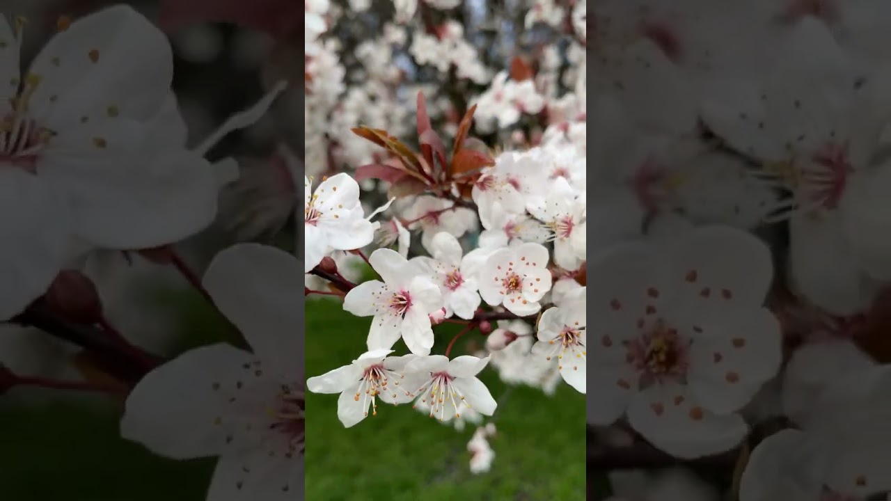 A profusion of pink and white blossoms 櫻花綻放盛開