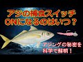 【アジングの科学】アジの捕食スイッチはいつ入る？“反応が変わる瞬間”を科学で考える