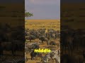 Maasai Mara National Reserve Kenya 4K 