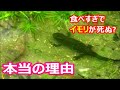 食べすぎでイモリが死ぬ本当の理由とは？ ビオトープで学ぶアカハライモリの飼育技術！ イモリを自然に手放しで飼育する方法！　メダカとクサガメが自由に暮らすビオトープ 75