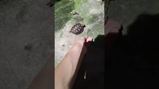 O Desespero Da Bolota