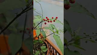 신비한 루비나 후밀리스 박지현 녹아버려요