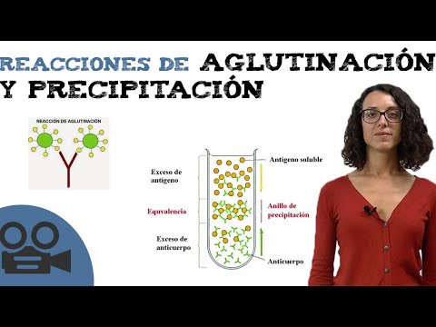 Vídeo: Diferencia Entre Las Reacciones De Precipitación Y Aglutinación
