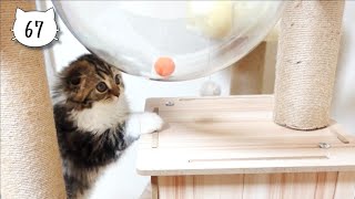 The moment our cute kitten knew how to get her favorite ball. Elle video No.67