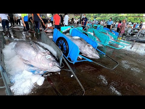 巨大黑鮪魚半敲燒 - 台灣東港王匠GIANT BLUEFIN TUNA CUTTING SHOW & SASHIMI MEAL