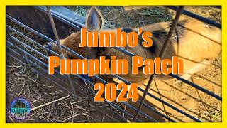 Jumbo’s Pumpkin Patch 2024!