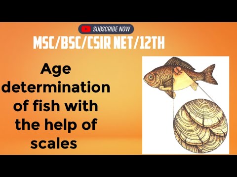 Age determination of fish with the help of scales# MSc zoology 4 th sem ...