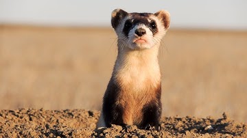 Dodging Extinction: The Black-footed Ferret Recovery Program