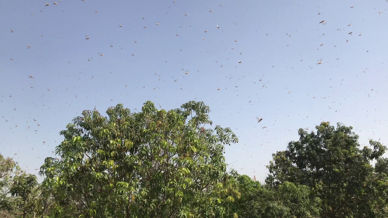 Locust Attack on the crops - YouTube