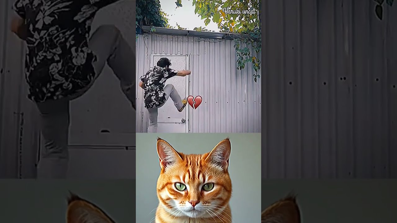  Wait Until You See It Cat Meme Fun Funny Dance Trading