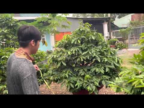 Video (Cây đã bán)Giao lưu 3 cây mai dảo thủ Đức bông đẹp... - youtube