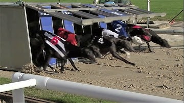 Greyhound race - Track racing