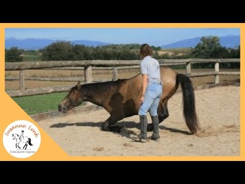 Video: Cómo Enseñar A Un Caballo A Inclinarse