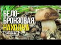 БЕЛО-БРОНЗОВАЯ НАХОДКА 13.07.2021г. Сбор грибов белых бронзовых, императора, чешуйчатой сыроежки.