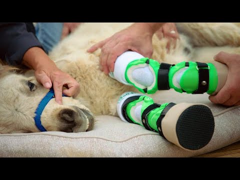 BYUtv Insider: The Wizard of Paws