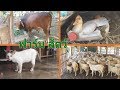 Our animal Friends - Let's go Around Visiting our Animals - Anak Baik -