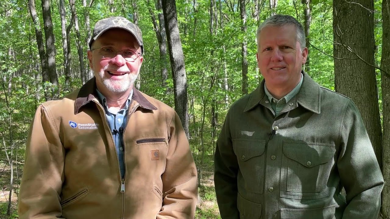 Deer and Forest Research - YouTube