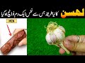 Garlic recipe by mrdesi  instant garlic pickle recipe  mirchi achar  lahsun ka achar