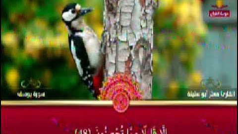 سوره يوسف صوت من الجنه الشيخ معتز ابو سنينه