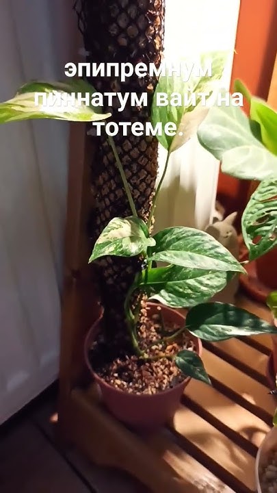 Эпипремнум пиннатум вайт. Буквально за месяц корешки начали осваивать ...