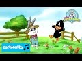 Baby Looney Tunes SONG Daffy S Song Cartoonito Baby Looney Tunes SONG Daffy S Song Cartoonito