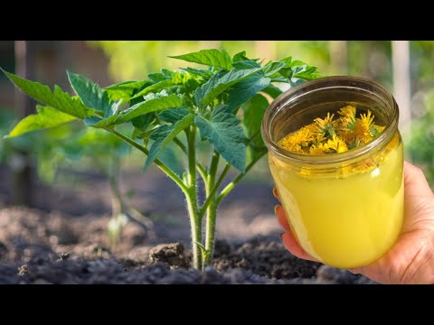 ПОЛЕЙТЕ ЭТИМ ПОМИДОРЫ ОГУРЦЫ И ПЕРЕЦ УРОЖАЙ БУДЕТ ОГРОМНЫЙ