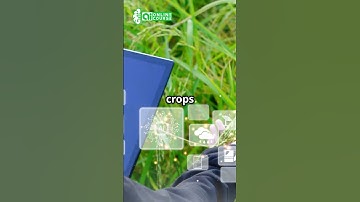 Crop Disease Detection Using YOLOv8! #ai #machinelearning #shorts