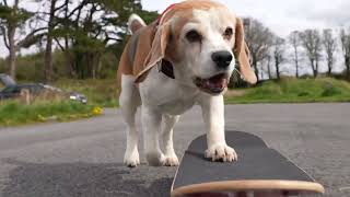 Awesome Beagle Charlie Practicing his Skateboard Tricks