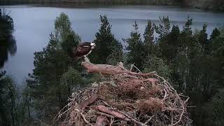 Loch of the Lowes NC0 retrieves her last egg but pale male returns to turf it out again 78 May 2024