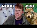 Everyone Ignored Colossal S Bigger Wolf News Everyone Ignored Colossal S Bigger Wolf News