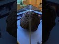 The LARGEST Piece of Chelyabinsk Meteorite 10 Years Later
