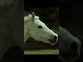 Krish Vs Horse Race Whatsapp Status Shortsfeed Short Shorts Youtubeshorts