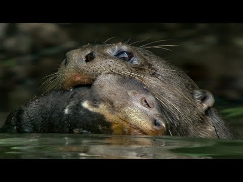 Video: Kodėl šuo turi išsiplėtę moksleivius?