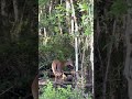 Close up of #everglades #deer