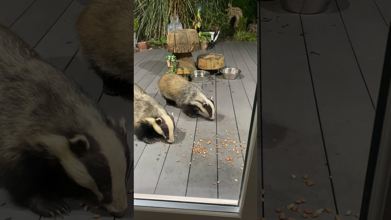 Badgers It’s a badger party 🐾🐾🐾🐾🐾🐾 ️ YouTube
