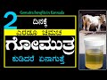 Is it healthy to drink cow urine in kannada  is gomutra good for health ark benefits   