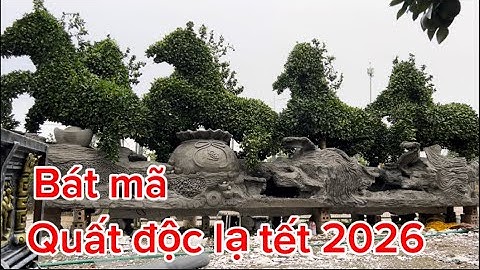 Mẫu quất độc lạ bát mã quất quýt bưởi Tết 2026