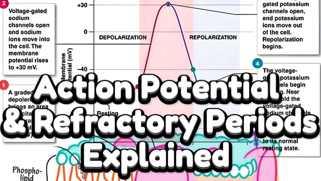 Action Potential, Depolarization, Repolarization, Refractory Periods & RMP • شرح جهد الفعل كاملاً