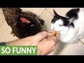Wonderful Friendship Of A Cat And Chick