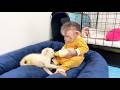 Baby monkey brave helps Dad take good care of newborn kitten