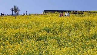 菜の花の黄色いじゅうたん