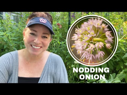 Video: What Is A Nodding Pink Onion: Learn About Nodding Onion Care In Gardens