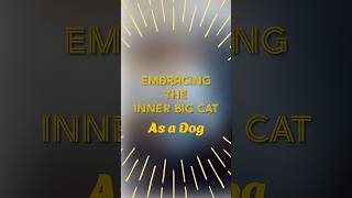 Ommm, Embrace thy inner BIG CAT.....#funnydog #bigcat #tvwatchingdog #bbcearth #cheetah